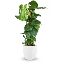 Green Boutiq - Kamerplant - Gatenplant - Monstera Deliciosa mosstok - Groen - Weinig onderhoud - 1 Plant - met Potter Wit - Pot 19cm - Hoogte 90cm