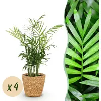 Green Boutiq - Kamerplant - Chamaedorea elegans - Goudpalm - Huisdiervriendelijke Plant - Groen - 4 Planten - met Mand - Pot 12cm - Hoogte 15cm