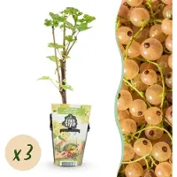 Green Boutiq - Fruitplanten - Wiite Bes - Ribes rubrum Witte Hollander - Winterhard - 3 Planten - Pot 9 cm - Witte Bes