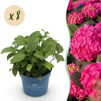Green Boutiq - Tuinplant - Hydrangea Endles Summer Summer Love Red - Hortensia - Winterhard - Rood - 8 Planten - Pot 14cm - Hoogte 20-25cm