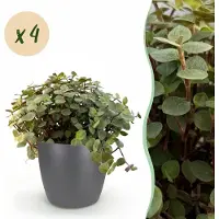 Green Boutiq - Kamerplant - Calissia repens - Kattengras - Huisdiervriendelijk - Groen - 4 Planten - met Potter Grijs - Pot 12cm - Hoogte 17-20cm