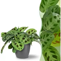 Green Boutiq - Kamerplant - Maranta Fascinator Kerchoveana - Zebraplant - Huisdiervriendelijke Plant - Groen - 1 Plant - met Potter Grijs - Pot 12cm - Hoogte 25cm