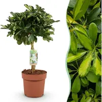 Green Boutiq - Kamerplanten - Schefflera Gold Capelle - Vingerboom - Weinig onderhoud - Groen - 1 Plant - Pot 21cm - Hoogte 70-80cm
