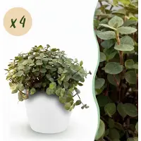 Green Boutiq - Kamerplant - Calissia repens - Kattengras - Huisdiervriendelijk - Groen - 4 Planten - met Potter Wit - Pot 12cm - Hoogte 17-20cm
