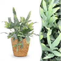 Green Boutiq - Kamerplant - Phlebodium aureum Blue Star - Blauwe Varen - Huisdiervriendelijke Plant - Blauw - 1 Plant - met Mand - Pot 12cm - Hoogte 25cm
