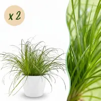Green Boutiq - Kamerplant - Cyperus alternifolius Zumula - Kattengras - Huisdiervriendelijke Plant - Groen - 2 Planten - met Potter Wit - Pot 12cm - Hoogte 20cm