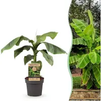 Green Boutiq - Fruitplant - Japanse vezelbanaan - Musa Basjoo - Winterhard - Pot 21cm Hoogte 70-90cm