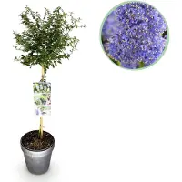 Green Boutiq - Plant op Stam - Ceanothus thyrsiflorus Repens - Terras Plant - Bladhoudend - Winterhard - Paarse Bloem - Pot 19cm Hoogte 90cm
