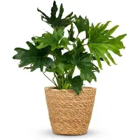 Green Boutiq - Kamerplant - Philodendron - Philodendron Lickety split - Groen - Weinig onderhoud - 1 Plant - met Mand - Pot 19cm - Hoogte 70cm