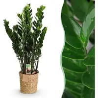 Green Boutiq - Kamerplanten - Zamioculcas - ZZ-plant - Weinig onderhoud - met mand - Groen - 1 Plant - Pot 21cm - Hoogte 80-90cm