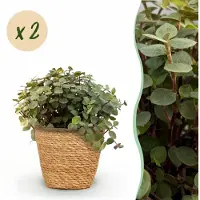 Green Boutiq - Kamerplant - Calissia repens - Kattengras - Huisdiervriendelijk - Groen - 2 Planten - met Mand - Pot 12cm - Hoogte 17-20cm