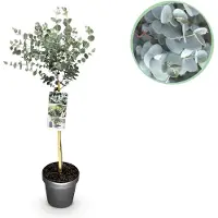 Green Boutiq - Plant op Stam- Eucalyptus gunni Azure - Terras Plant - Bladhoudend - Winterhard- Grijs Blad - Pot 19cm Hoogte 90cm