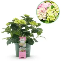 Green Boutiq - Terrasplant - Hortensia - Hydrangea Magical Jewel Pink - Roze - 6-10 Bloemen - Pot 23cm Hoogte 55cm