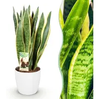 Green Boutiq - Kamerplanten - Sansevieria Laurentii - Vrouwentong - Weinig onderhoud - Groen - 1 Plant - met Potter Wit - Pot 21cm - Hoogte 70-80cm