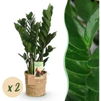 Green Boutiq - Kamerplanten - Zamioculcas - ZZ-plant - Weinig onderhoud - met mand - Groen - 2 Planten - Pot 17cm - Hoogte 65-75cm