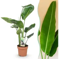 Green Boutiq - Kamerplanten - Strelitzia Nicolai - Paradijsvogelbloem - Weinig onderhoud - Groen - 1 Plant - Pot 17cm - Hoogte 70-90cm