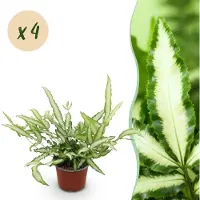 Green Boutiq - Kamerplant - Pteris cretica Albolineata - Lintvaren - Huisdiervriendelijk - Bont - 4 Planten - Pot 12cm - Hoogte 28-30cm