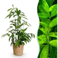 Green Boutiq - Kamerplanten - Dracaena surculosa - Drakenbloedboom - Weinig onderhoud - met mand - Groen - 1 Plant - Pot 17cm - Hoogte 60-70cm