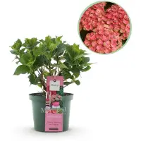 Green Boutiq - Terrasplant - Hortensia - Hydrangea Magical Green Fire - Roze Groen - 6-10 Bloemen - Pot 23cm Hoogte 55cm