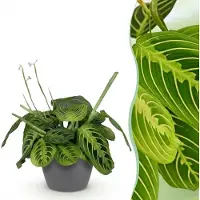 Green Boutiq - Kamerplant - Maranta Fascinator Lemon Lime - Gebedsplant - Huisdiervriendelijke Plant - Groen - 1 Plant - met Potter Grijs - Pot 12cm - Hoogte 25cm