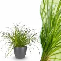 Green Boutiq - Kamerplant - Cyperus alternifolius Zumula - Kattengras - Huisdiervriendelijke Plant - Groen - 1 Plant - met Potter Grijs - Pot 12cm - Hoogte 20cm