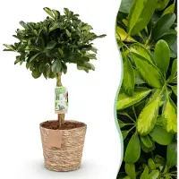 Green Boutiq - Kamerplanten - Schefflera Gold Capelle - Vingerboom - Weinig onderhoud - met mand - Groen - goud - 1 Plant - Pot 21cm - Hoogte 70-80cm