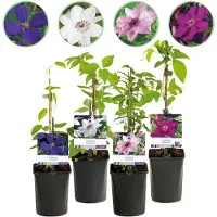Green Boutiq - Klimplant - Clematis Rainbow - Bloem Roze Wit Paars Rood - Weinig onderhoud - 4 planten - Pot 11cm Hoogte 40cm