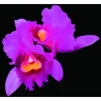 Opeth CD - Orchid - voor Geen - standaard - Maat Standard