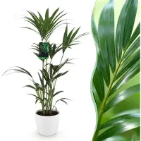 Green Boutiq - Kamerplant - Howea Forsteriana - Kentia Palm - Weinig Onderhoud - Groen - 1 Plant - met Potter Wit - Pot 21cm - Hoogte 120-130cm