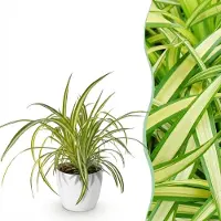 Green Boutiq - Kamerplant - Chlorophytum comosum Variegatum - Bonte Graslelie - Huisdiervriendelijke Plant - Groen - 1 Plant - met Potter Wit - Pot 12cm - Hoogte 20cm