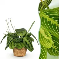 Green Boutiq - Kamerplant - Maranta Fascinator Lemon Lime - Gebedsplant - Huisdiervriendelijke Plant - Groen - 1 Plant - met Mand - Pot 12cm - Hoogte 25cm