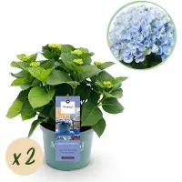 Green Boutiq - Terrasplant - Hortensia - Hydrangea Magical Revolution Blue - Blauw - 6-10 Bloemen - 2 Planten - Pot 23cm Hoogte 55cm