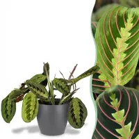 Green Boutiq - Kamerplant - Maranta Fascinator Tricolour - Gebedsplant - Huisdiervriendelijke Plant - Groen - 1 Plant - met Potter Grijs - Pot 12cm - Hoogte 25cm