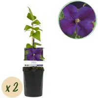 Green Boutiq - Klimplant - Clematis Star of India - Bloem Roze - Weinig onderhoud -2 planten - Pot 11cm Hoogte 40cm