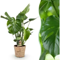 Green Boutiq - Kamerplanten - Monstera Deliciosa - Gatenplant - Weinig onderhoud - met mand - Groen - 1 Plant - Pot 21cm - Hoogte 70-80cm