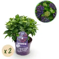 Green Boutiq - Terrasplant - Hortensia - Hydrangea Forever & Ever - Paars - 7-12 Bloemen - 2 Planten - Pot 23cm Hoogte 55cm