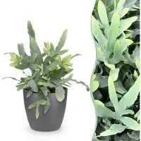 Green Boutiq - Kamerplant - Phlebodium aureum Blue Star - Blauwe Varen - Huisdiervriendelijke Plant - Blauw - 1 Plant - met Potter Grijs - Pot 12cm - Hoogte 25cm