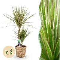 Green Boutiq - Kamerplanten - Dracaena Sunray - Drakenbloedboom - Weinig onderhoud - met mand - Groen - 2 Planten - Pot 17cm - Hoogte 70-75cm