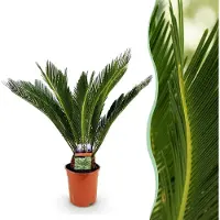 Green Boutiq - Kamerplant - Cycas revoluta - Palmvaren - Weinig onderhoud - Groen - 1 - Pot 17cm - Hoogte 55-65cm