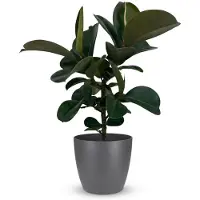 Green Boutiq - Kamerplant - Rubberplant - Ficus Elastica Cloe - Groen - Weinig onderhoud - 1 Plant - met Potter Grijs - Pot 19cm - Hoogte 65cm