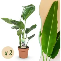 Green Boutiq - Kamerplanten - Strelitzia Nicolai - Paradijsvogelbloem - Weinig onderhoud - Groen - 2 Planten - Pot 17cm - Hoogte 70-90cm
