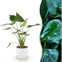 Green Boutiq - Kamerplanten - Alocasia Cucullata - Boeddha,s hand - Weinig onderhoud - Groen - 1 Plant - met Potter Wit - Pot 21cm - Hoogte 65-70cm