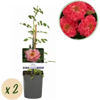 Green Boutiq - Klimroos - Rosa Salmon Queen - Bloem Licht roze - Weinig onderhoud - 2 planten - Pot 11cm Hoogte 40cm