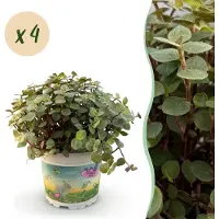 Green Boutiq - Kamerplant - Calissia repens - Kattengras - Huisdiervriendelijk - Groen - 4 Planten - Pot 12cm - Hoogte 17-20cm