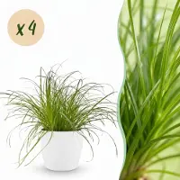 Green Boutiq - Kamerplant - Cyperus alternifolius Zumula - Kattengras - Huisdiervriendelijke Plant - Groen - 4 Planten - met Potter Wit - Pot 12cm - Hoogte 20cm
