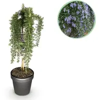 Green Boutiq - Plant op Stam - Rosmarinus officinalis Prostratus - Terras Plant - Bladhoudend - Winterhard -Paarse Bloem - Pot 19cm Hoogte 70 - 90cm