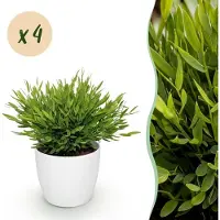 Green Boutiq - Kamerplant - Bamusa Pogonatherum Monica - Bamboegras - Huisdiervriendelijke Plant - Groen - 4 Planten - met Potter Wit - Pot 12cm - Hoogte 20cm