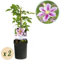 Green Boutiq - Klimplant - Clematis Piilu - Bloem Roze - Weinig onderhoud -2 planten - Pot 11cm Hoogte 40cm