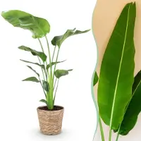 Green Boutiq - Kamerplanten - Strelitzia Nicolai - Paradijsvogelbloem - Weinig onderhoud - met mand - Groen - 1 Plant - Pot 21cm - Hoogte 110-120cm