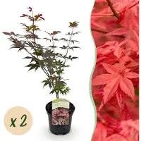 Green Boutiq - Terrasplant - Japanse Esdoorn - Acer palmatum Atropurpureum - Paars - 2 Planten - Bladverliezend - Pot 19cm Hoogte 70cm